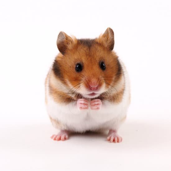 canva hamster MAC4HGlXgTA