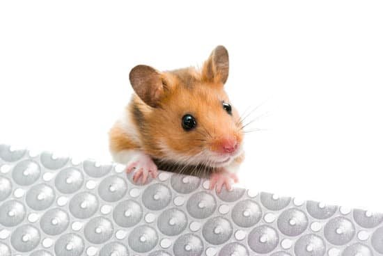 canva hamster