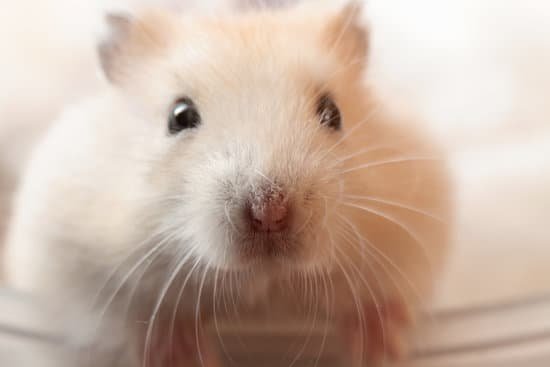 canva hamster MAC6IYGit7o