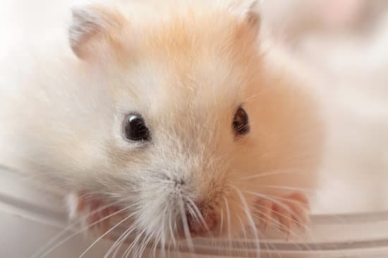 canva hamster MAC6IoottM8