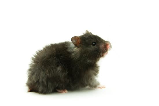 canva hamster MAC6bD4wyXQ