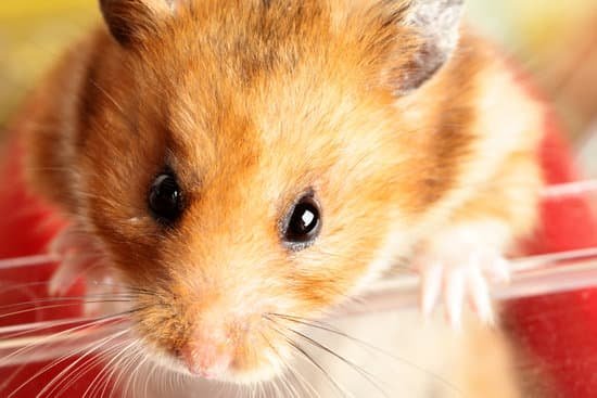 canva hamster MAC6d3LL1mQ