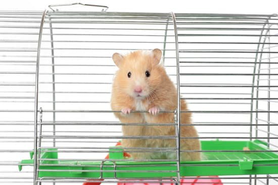 canva hamster MAC7E52ocOw