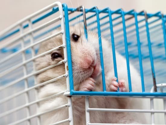 canva hamster MAC7Isf5itI