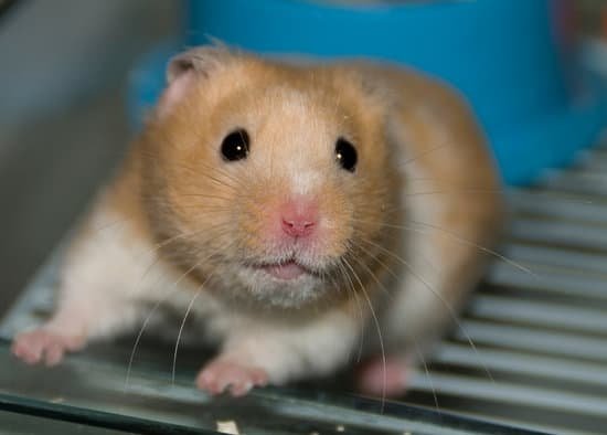 canva hamster MAC8fLgU9h8