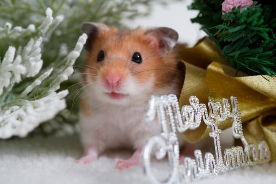 canva hamster MAC96 vK 5U