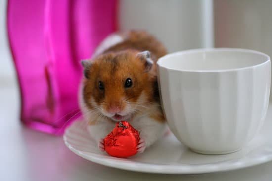 canva hamster MAC9625B6 w