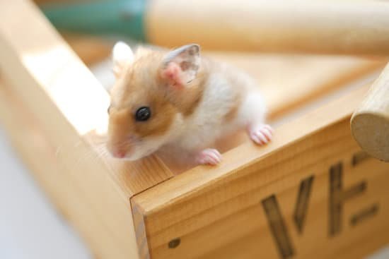 canva hamster MAC963TXJLM