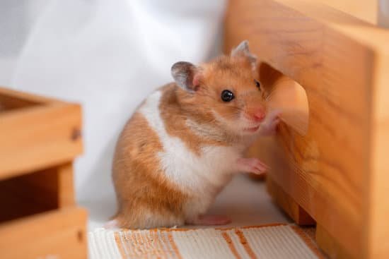 canva hamster MAC96pJRj4s