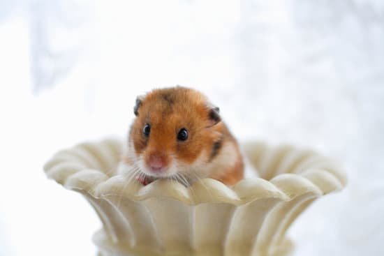 canva hamster MAC97ENru0c