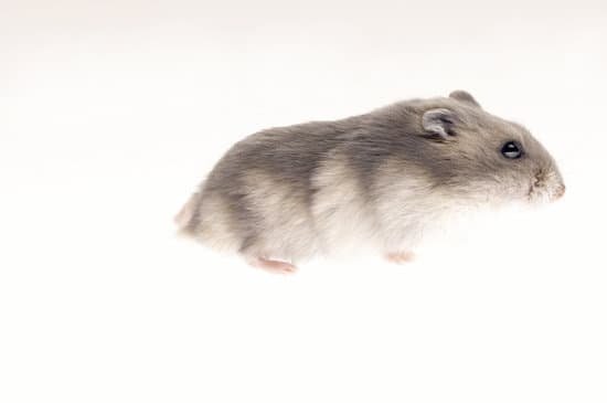 canva hamster MAC992l7em0