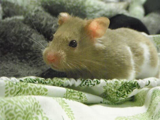 canva hamster MAC9NvDOMUU