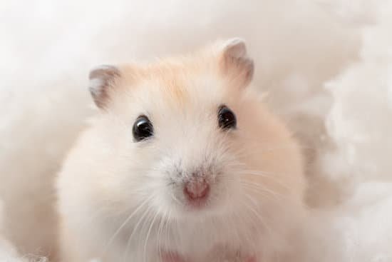 canva hamster MAC9StkWFNM