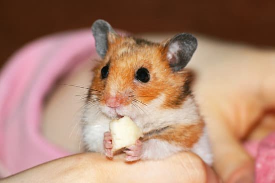 canva hamster MAC T7rpd64