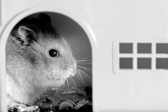 canva hamster MADA4yfZpso