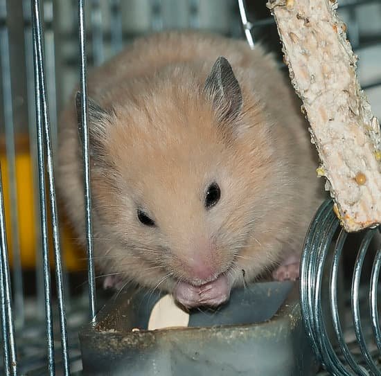 canva hamster MADA6GlrrYM