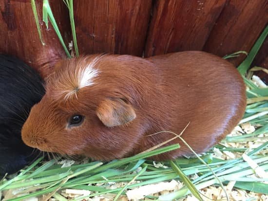 canva hamster MADAoekyBU4