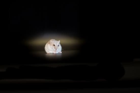 canva hamster MADApMNzfHY