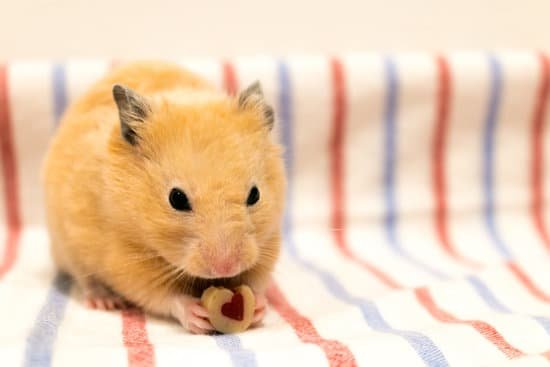 canva hamster MADBNoINQSs