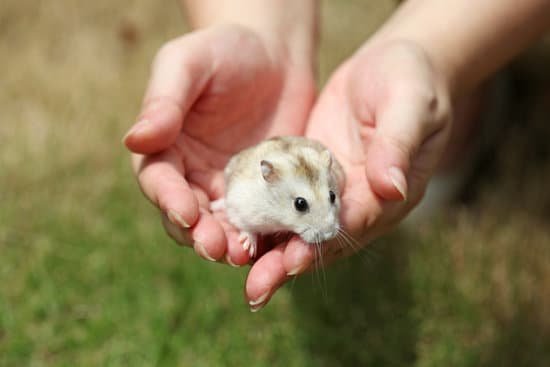 canva hamster MADBP4j5Sv4