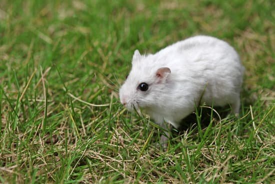 canva hamster MADBP nvQ5g
