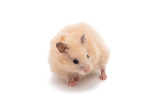 canva hamster MADBPp3skOI