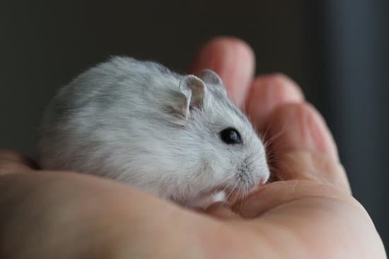 canva hamster MADBv3erZlQ