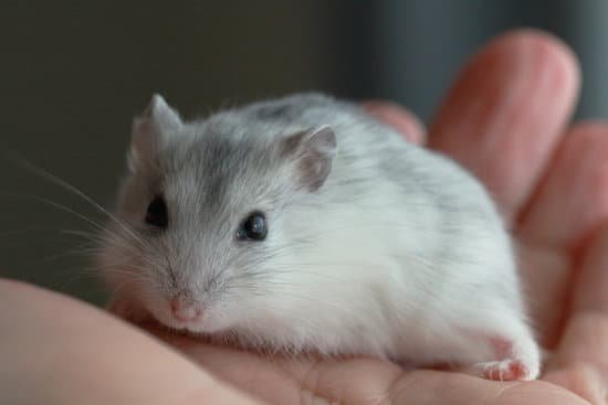 canva hamster