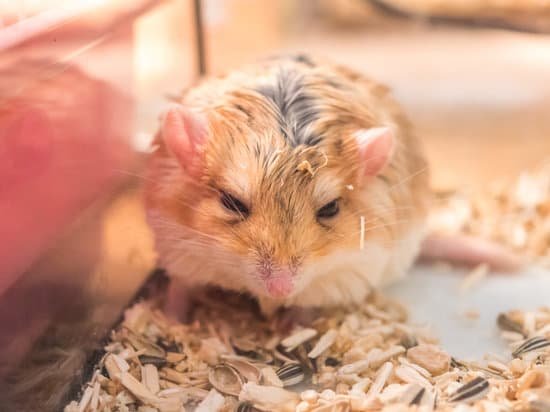 canva hamster MADCR5gSRXw