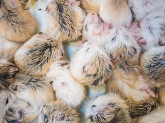 canva hamster MADCR82bj44