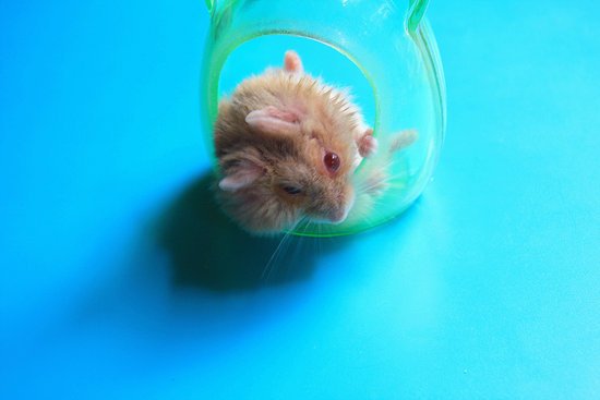 canva hamster MADFtHbRzg0