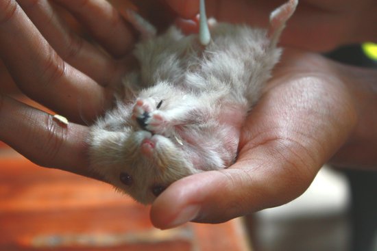 canva hamster MADFwp4kWWw