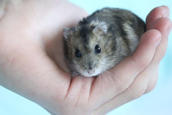 canva hamster MADZR9OP j8 Copy
