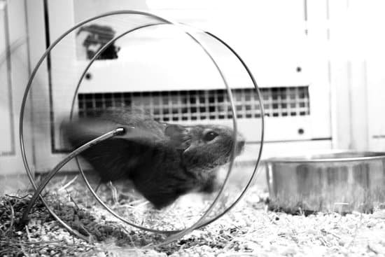 canva hamster MADnT7Yby1w