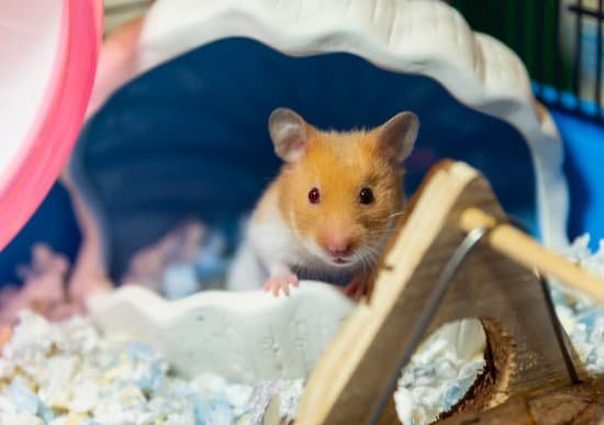 canva hamster MADnzEwnIr8