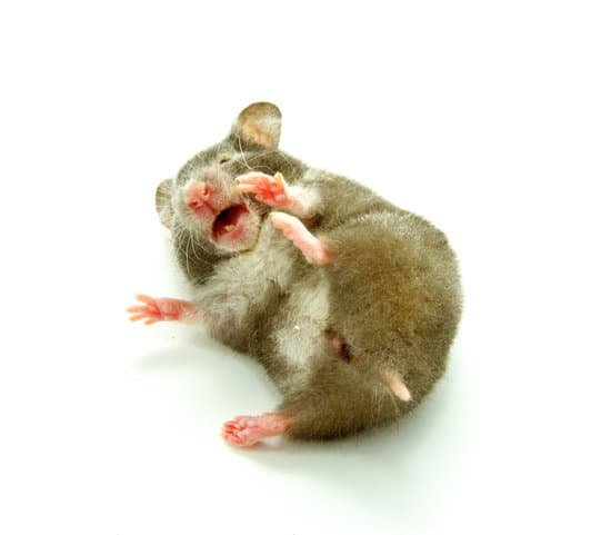 canva hamster MADz5i NOJs