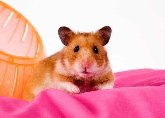 canva hamster MAED Sgd1DY