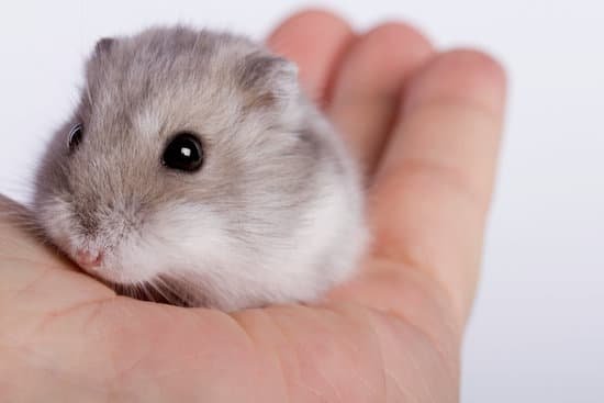 canva hamster MAED71zbihY