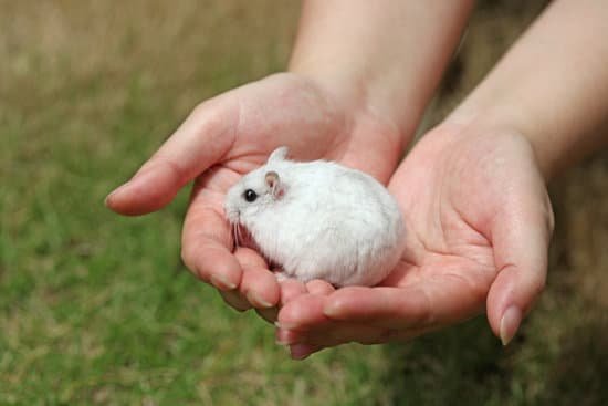 canva hamster MAEET1mVYOU