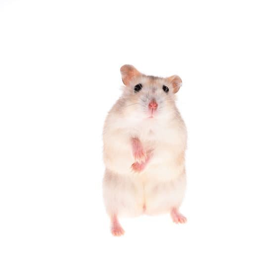 canva hamster MAEET 4hz2w