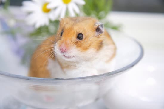 canva hamster and flowers MAC EkEArTc