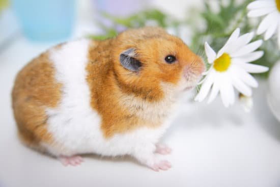 canva hamster and flowers MAC ElsmQhU