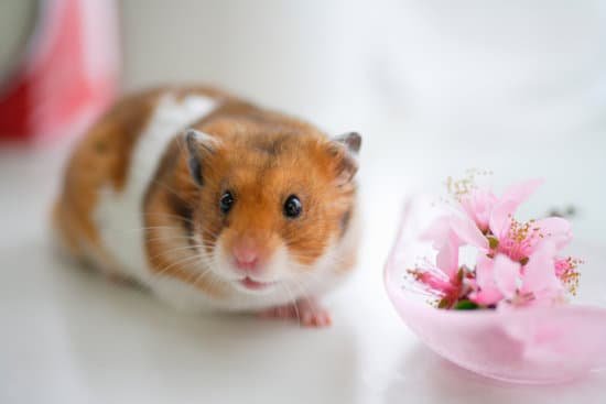 canva hamster and flowers MAC96yrsEf8