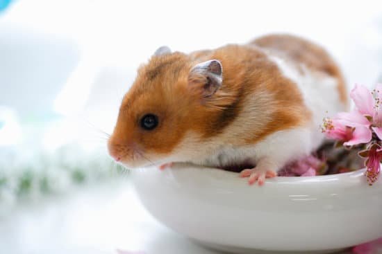 canva hamster and flowers MAC97Af1Baw