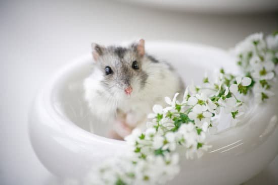 canva hamster and flowers MAC97CUqdQI