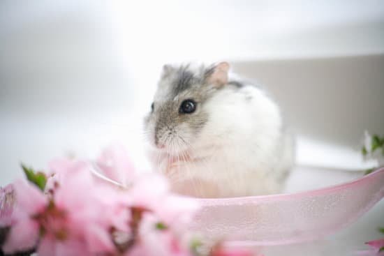 canva hamster and flowers MAC97D45HSk