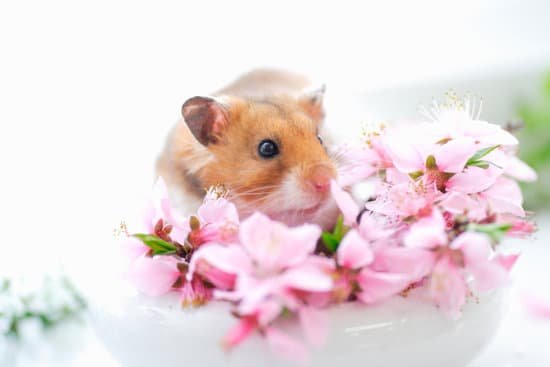 canva hamster and flowers MAC97DD6jDw