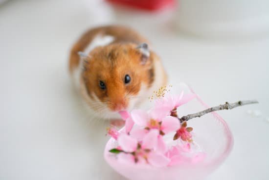 canva hamster and flowers MAC97I0IRzI