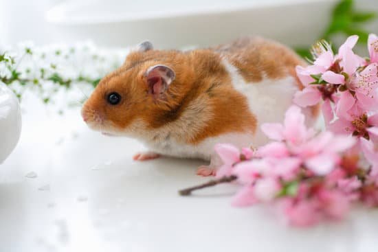 canva hamster and flowers MAC97KNRI24