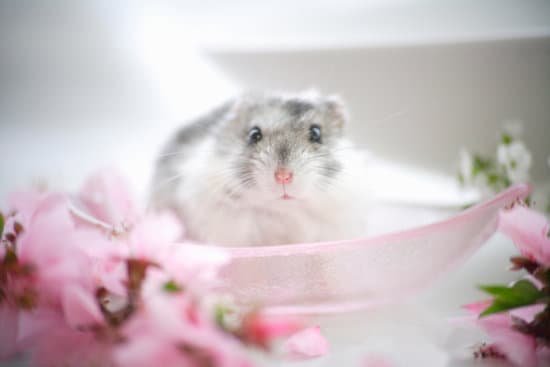 canva hamster and flowers MAC97OZf3i4